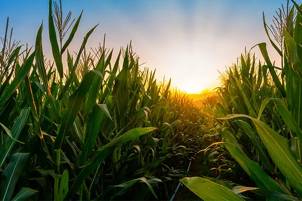 Cornfield